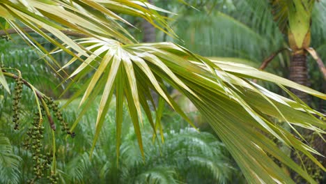 wet palm leaves in the pouring rain