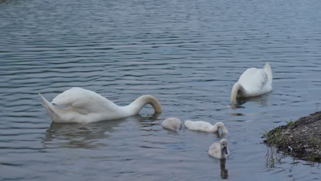 familia de cisnes en el agua