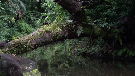 Entspannender-Tropischer-Ruhiger-Fluss