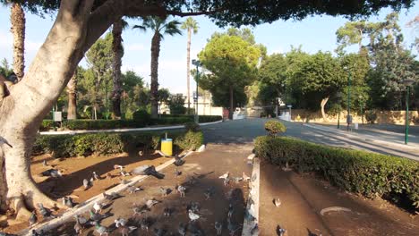 Pigeons-waiting-to-be-fed,-grouped-on-the-Limassol-Municipal-Garden-ground---Wide-slow-motion-shot
