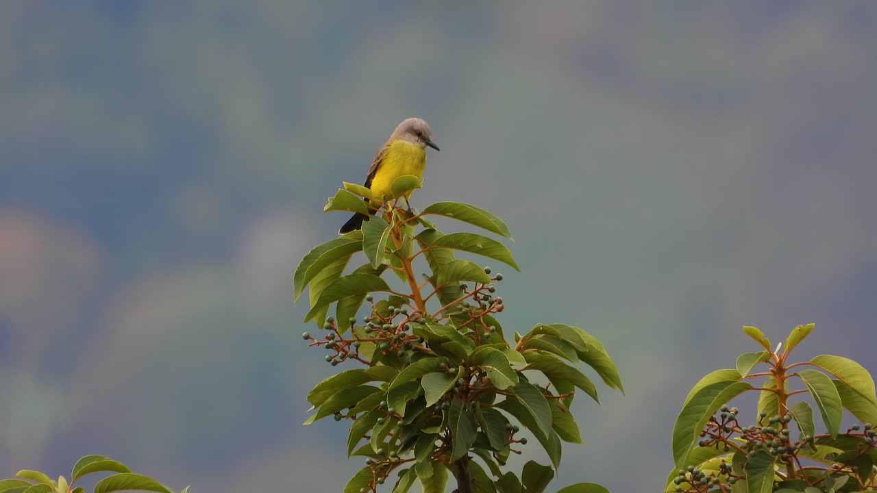 Tirano tropicale giallo appollaiato su una vegetazione lussureggiante, sereno con sfondo sfocato