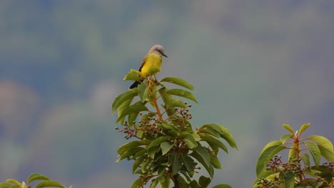 yellow tropical kingbird perched on lush greenery, serene with soft focus background