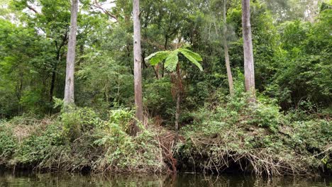 Una-Sola-Planta-De-Selva-Tropical-Ubicada-En-El-Parque-Nacional-De-Lane-Cove-En-Sydney,-Australia