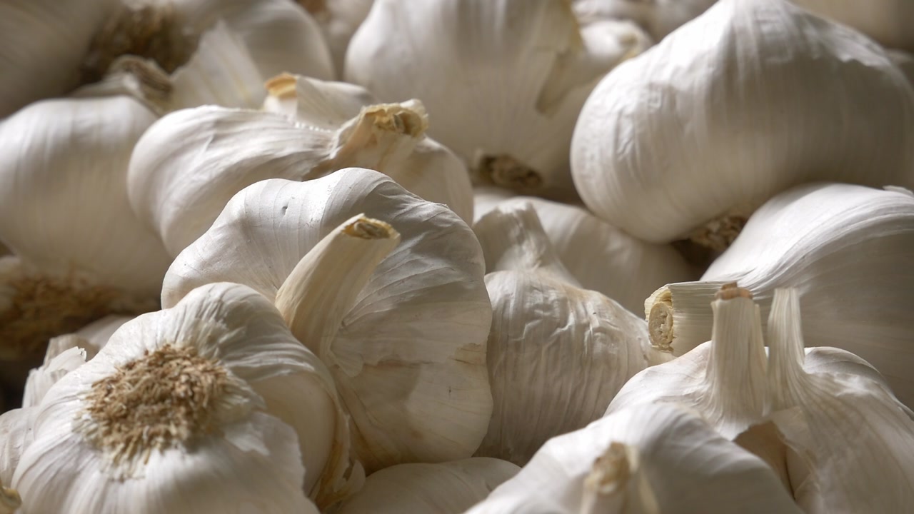 Close-up of a group of organic white garlic bulbs. Detailed texture of the dry garlic skin under soft lighting