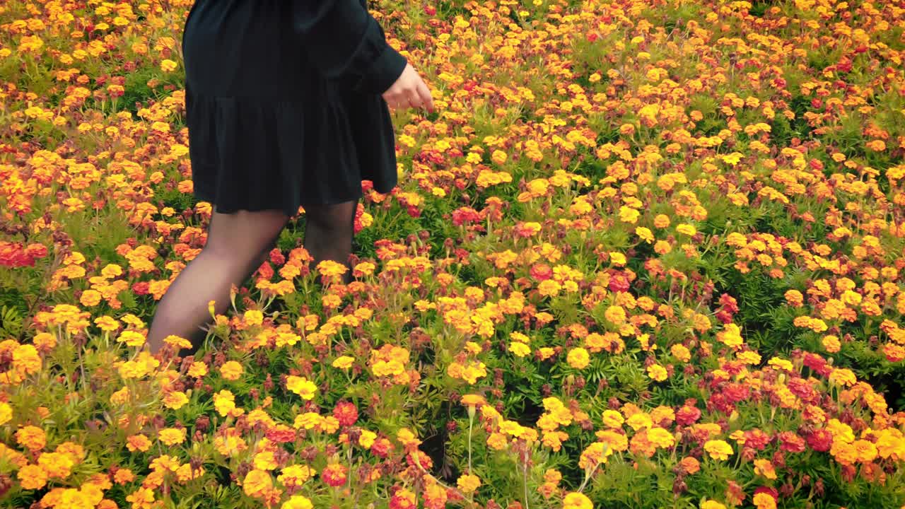 las piernas de las mujeres caminan torpes a través del vivero del jardín de flores de caléndula naranja de cerca