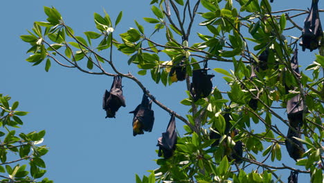 Flughunde,-Megabat,-Fruchtfledermaus,-Die-Auf-Einem-Kopfüber-Hängenden-Baum-Schlafen