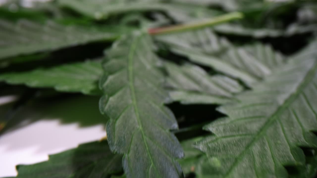 Cannabis leaves close-up