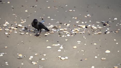 A-crow-is-search-good-at-the-seashell