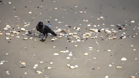 a crow is search good at the seashell