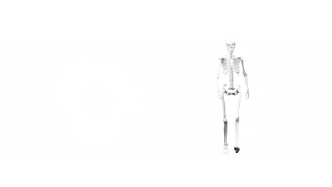 animation of skeleton walking on white background