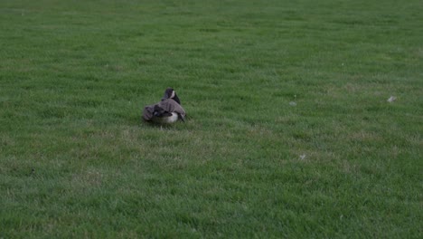 un primer plano de un ganso descansando sobre un suave plomb de hierba