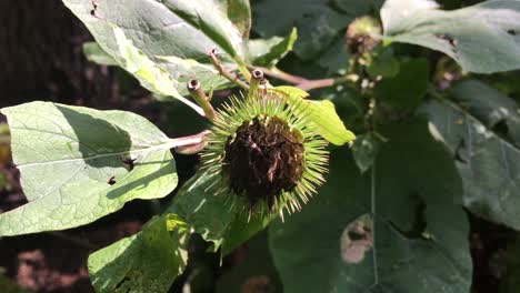 Wild-Burdock,-Close-up,-centered