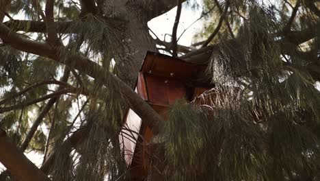 bees swarming around wooden tree hive shelter box hanging from branches