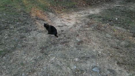 Gato-Negro-Asustado-De-Drone,-Huye