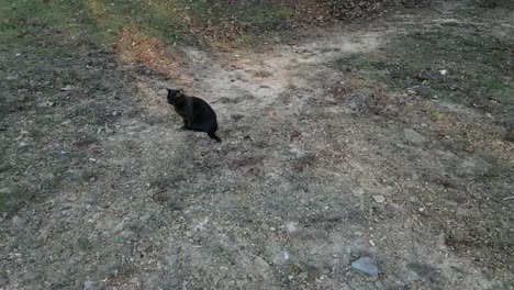 black cat scared of drone, runs away