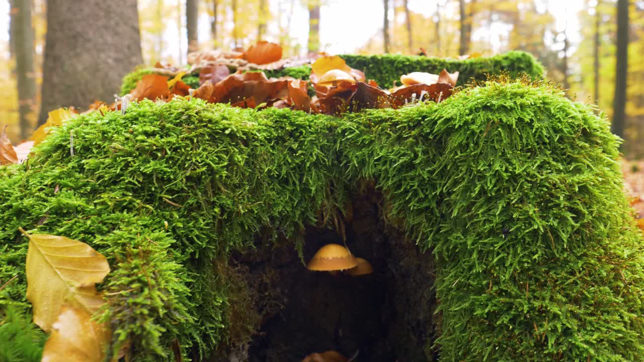 밝은 갈색 버섯은 이끼 나무 그루터기에서 자라며 동화 속 숲처럼 보입니다.