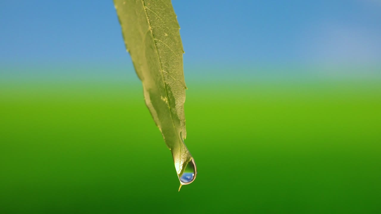 gota que cae de la hoja verde fresca 4k