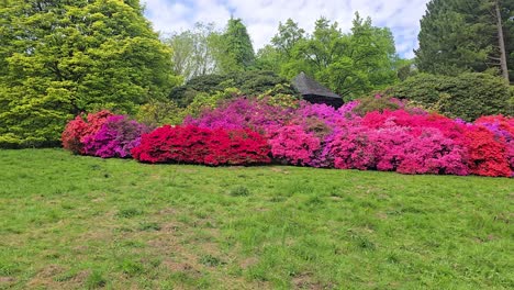 a colorful rhododendron bush blooms in full splendor at springtime in a park.
