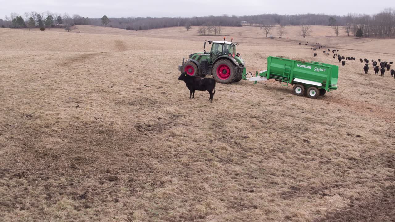 가축 이 먹이 를 먹기 위해 달리는 동안 트랙터 를 돌고 있는 공중 촬영