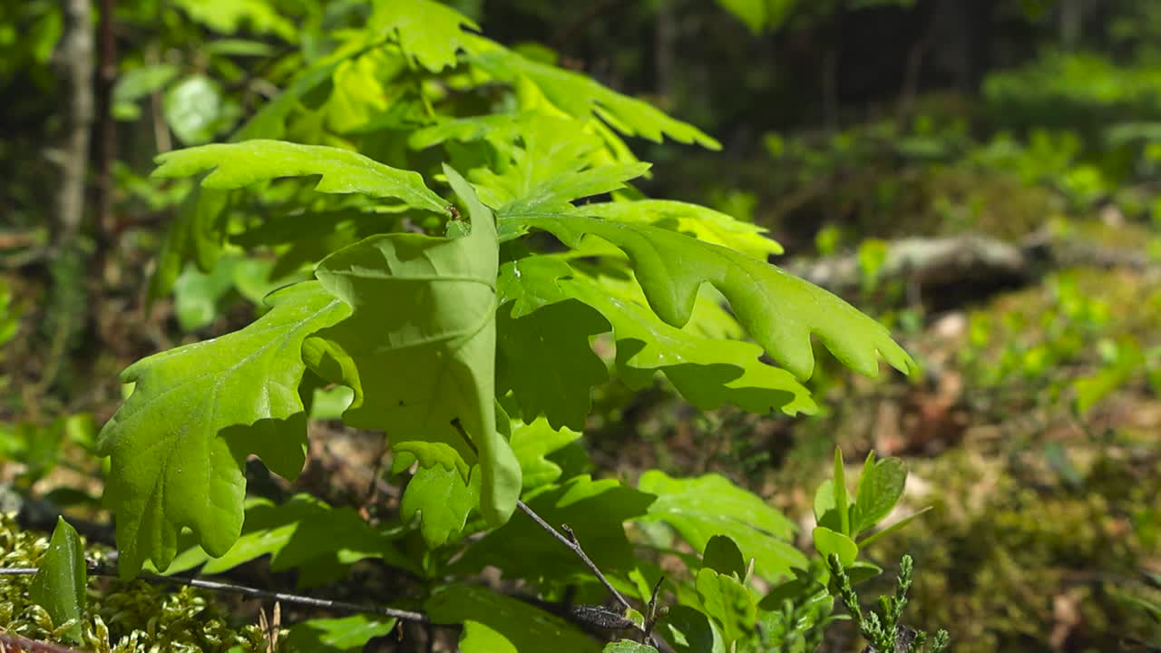 Low angle detail of small oak tree, sapling with fresh green leaves sway in the wind. Young tree growing beneath the warm glow of the sunlit woodland and natural depth. Forest floor bokeh background