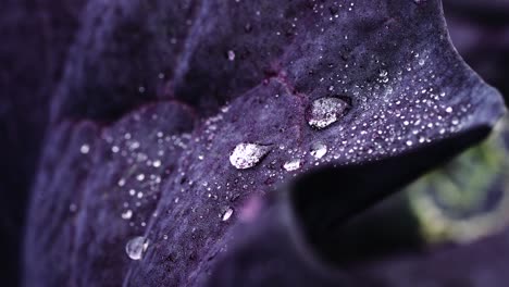 stable shots of clean water droplets falling on leaf of a red lettuce