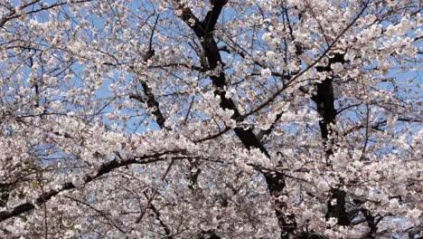 Cherry-flowers-in-small-clusters-on-a-cherry-tree-branch