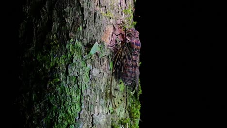 esta cigarra gigante trepando un árbol en la noche, megapomponia intermedia, encontrada en las selvas de tailandia