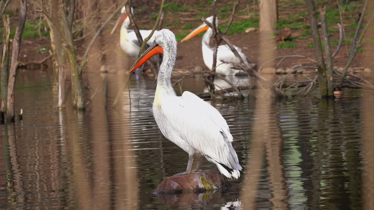 pelícano dálmata de pie en la roca en medio del agua del pantano, tele medio tiro