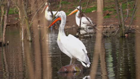 Dalmatian-Pelican-Standing-on-Rock-amid-Marsh-Water,-Tele-Medium-Shot