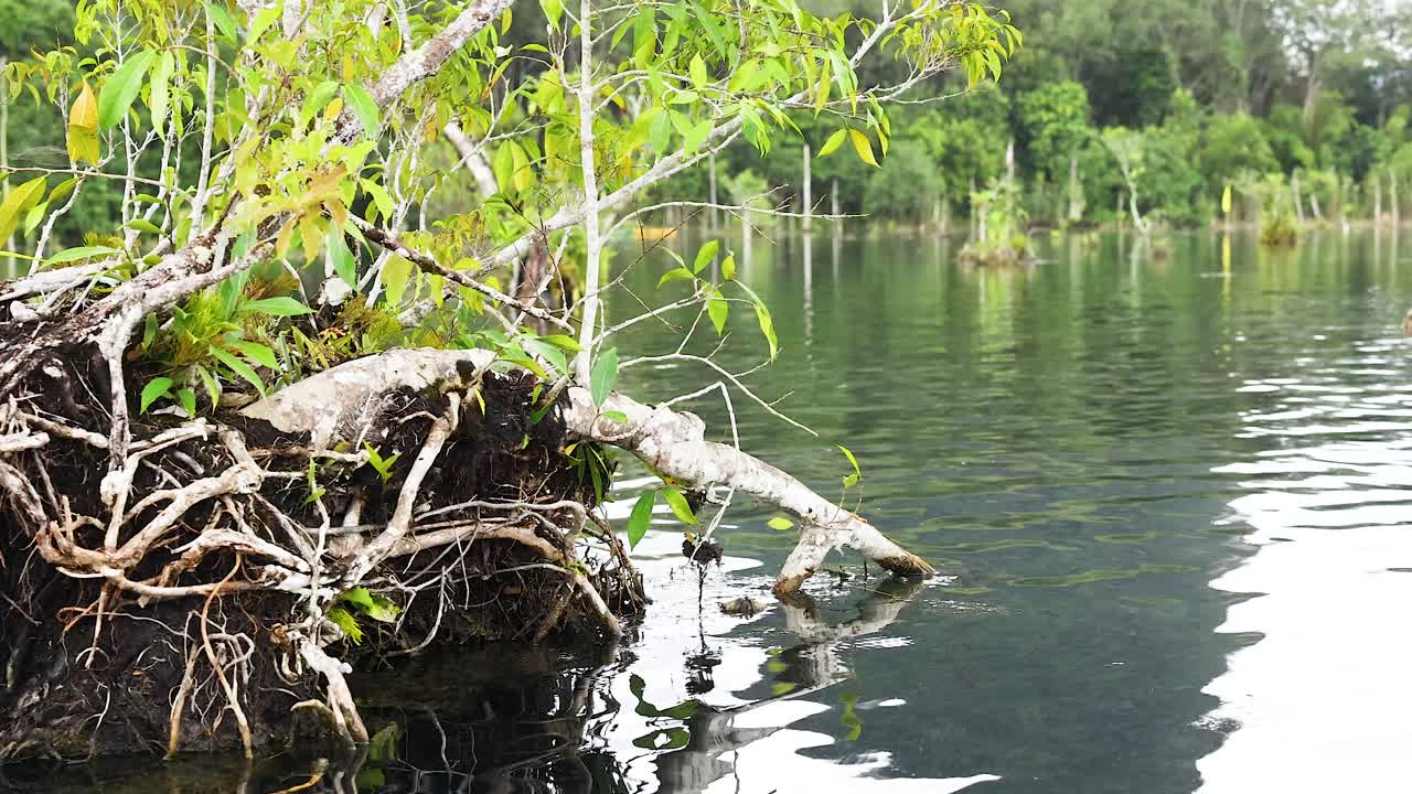 Serene kayaking amidst lush greenery and clear waters