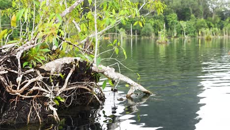 serene kayaking amidst lush greenery and clear waters
