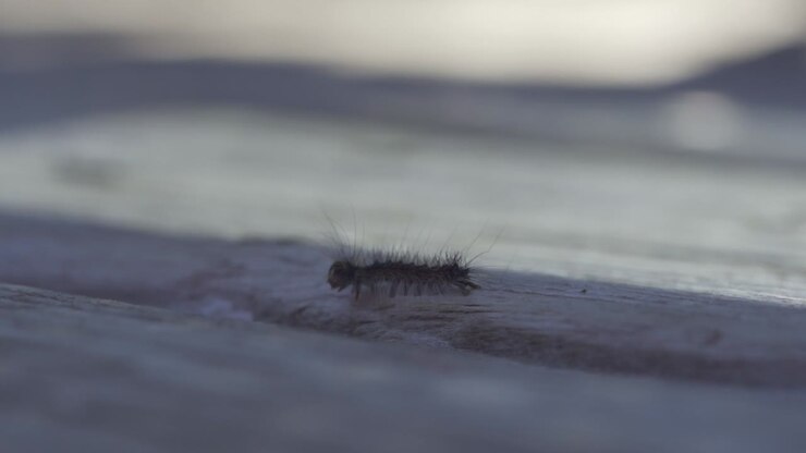Closeup Portrait Of A Gypsy Moth Caterpillar Crawling Outdoors, Invasive Insect