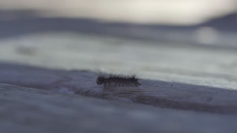 closeup portrait of a gypsy moth caterpillar crawling outdoors, invasive insect