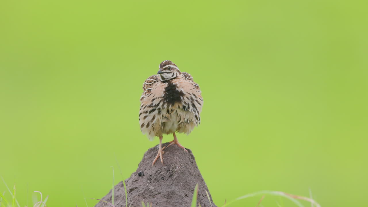 Rain quail male preens and shakes feathers atop a rock on a lush monsoon morning with green backdrop in slow motion