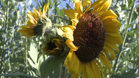 Lapso-De-Tiempo-Del-Amanecer-En-Un-Girasol-En-Oak-View-California