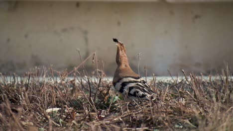 duchifat bird looking for food slow motion