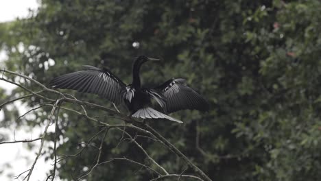 anhinga american darter bird en rama de árbol secándose con alas abiertas en la selva costarricense, tiro de mano