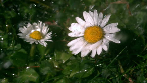 Agua-Cayendo-Sobre-Margaritas-En-El-Jardín