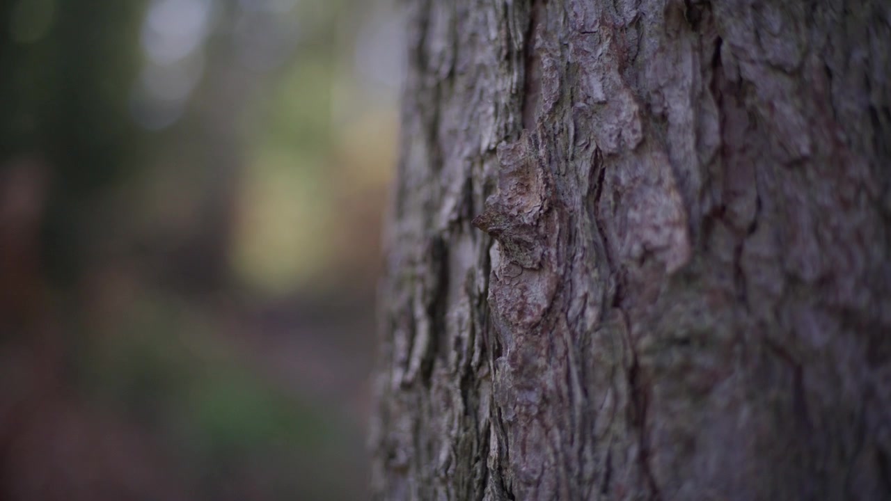 Close-up of tree bark in a serene forest with blurred natural light in the background