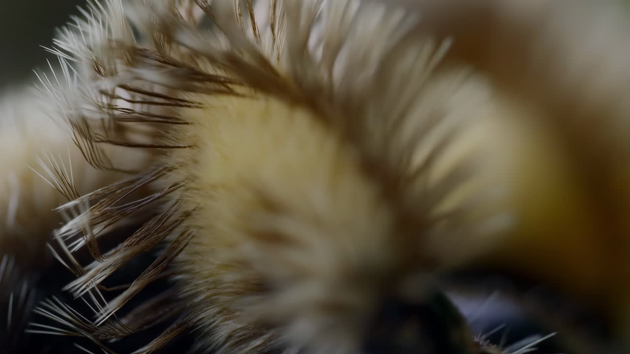 Extreme Close-up Macro Shot of a Bumblebee's Fuzzy Body