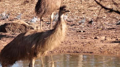 an emu standing near a waterhole