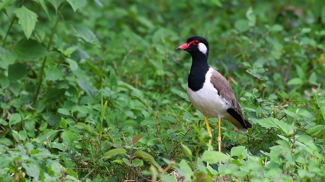 el avefría de barbas rojas es una de las aves más comunes de tailandia