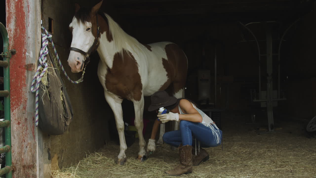 una joven vaquera entrenada aplica barniz de pezuña a un caballo pinto macho adulto-1