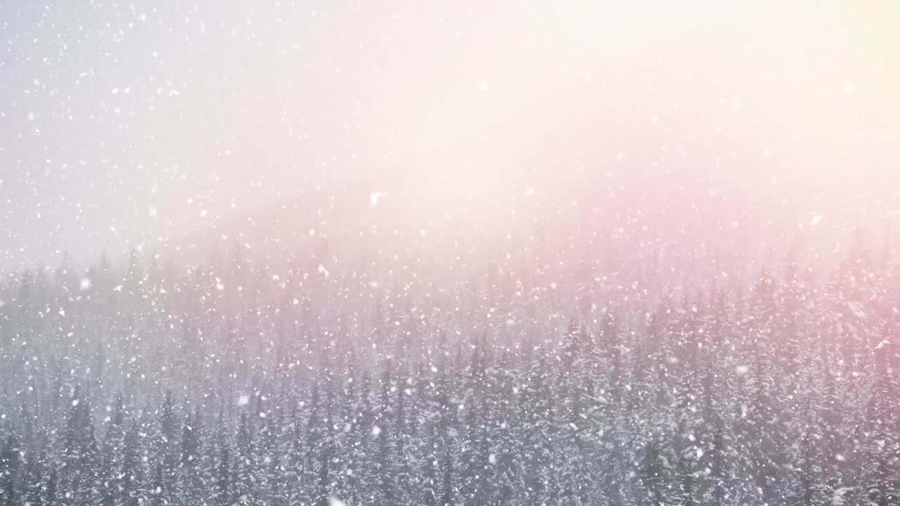 눈이 내리고 소나무들이