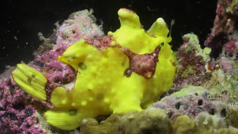 yellow warty frogfish stretching mouth wide open at night on coral reef