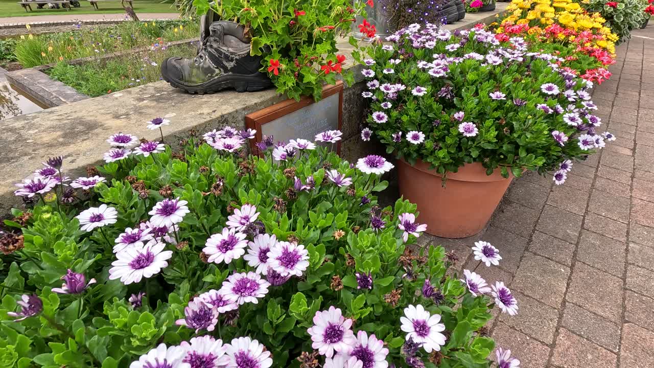 A câmera desliza suavemente por flores vibrantes em vasos e canteiros de jardim em um jardim botânico ao ar livre, exibindo diversas flores sob a luz natural suave do dia.