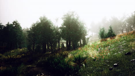 misty morning light illuminating a vibrant hillside meadow filled with flowers