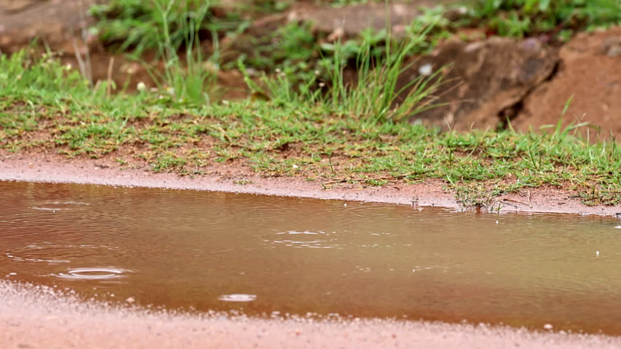 평온 한 비방울 이 아프리카 시골 의  도로 에 있는 진 웅이 에 부혔다.
