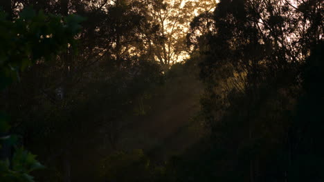 Zooming-Timelapse-of-Sun-Rays-Streaming-Through-Eucalyptus-Trees-During-Sunset