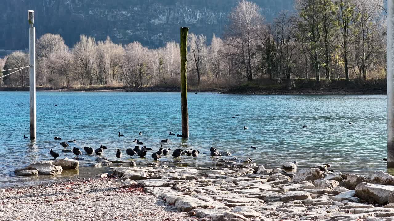 Flock of ducks gathered on the rocky shore of Lake Walensee on a sunny winter day